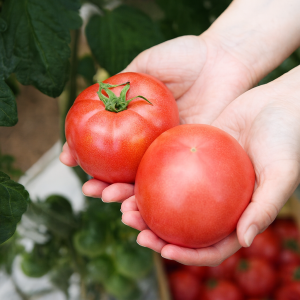 ◆朝採れ 甘みたっぷりミニトマト（500g）
