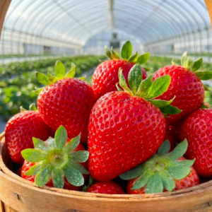 ◆豊後大野市産 豊後姫恋